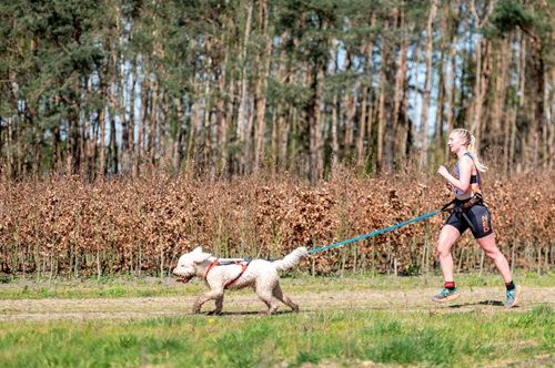 Canicross Zundert