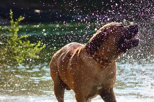 Ein Hund schüttelt das Wasser von sich in einem Badesee in Drenthe.