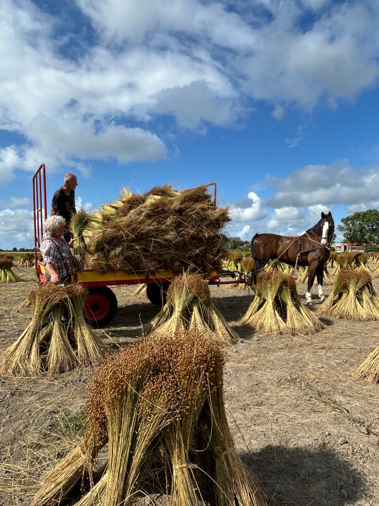 Binnenhalen van vlas met paard en wagen te Blije tijdens de vlasroute