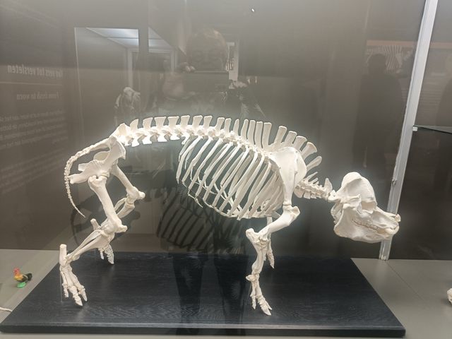 Foto van de expositie "Uitgeleefd in het Museum Klok & Peel