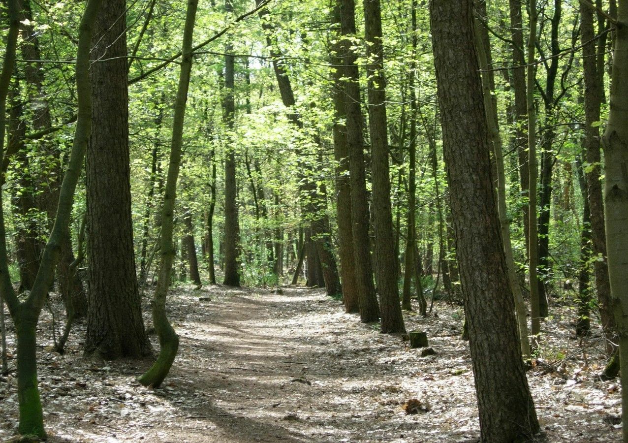 Walsberg Wald in Deurne