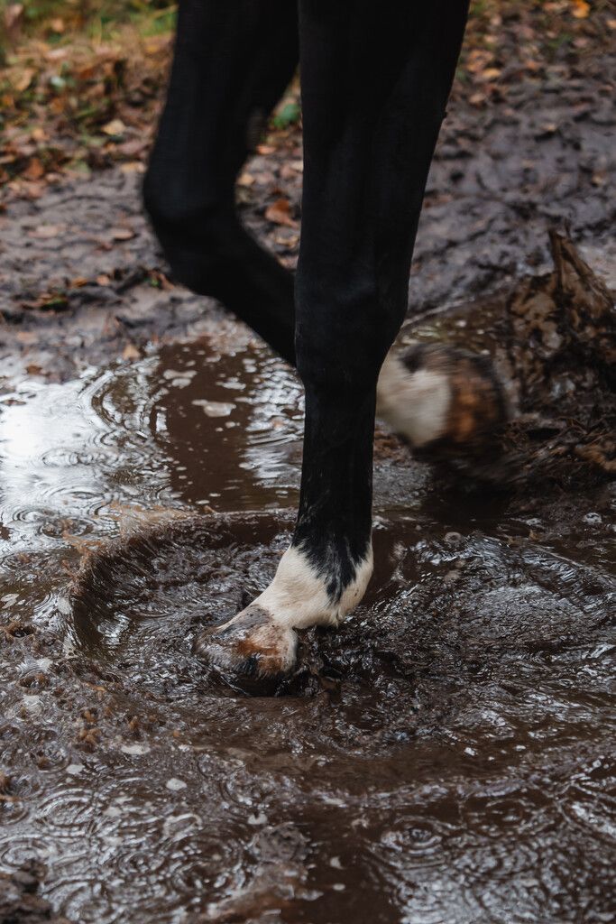 Paarden hoeven door een plas