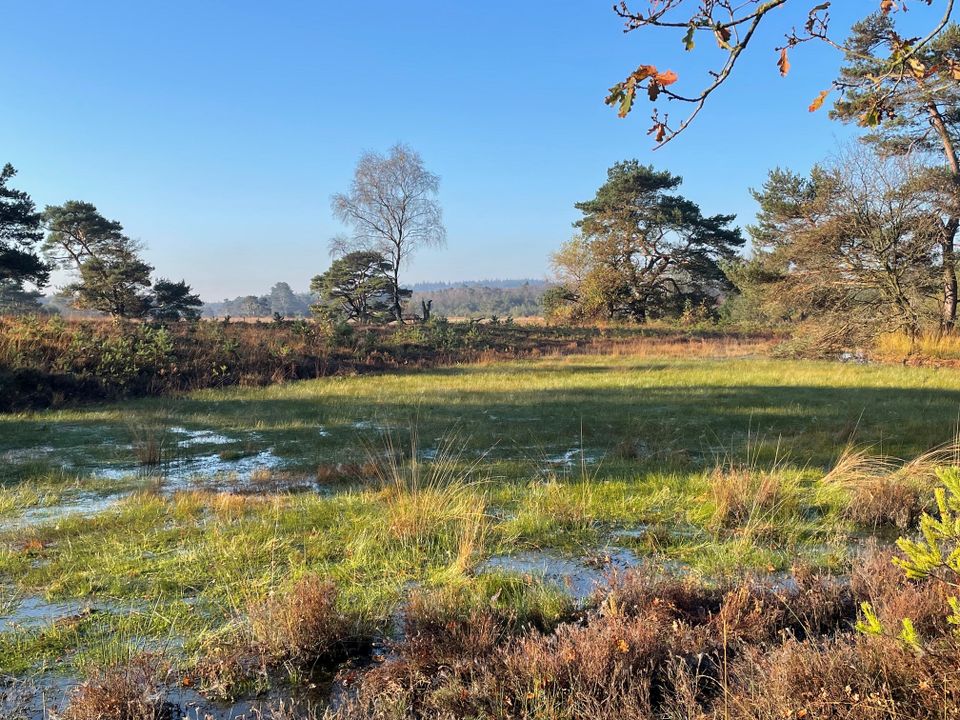 Leersumse Veld