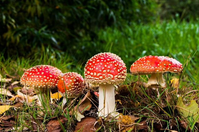 Rode paddenstoelen met witte stippen staan bij elkaar in het gras.