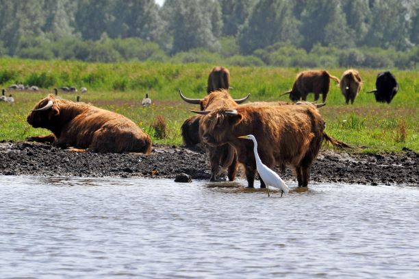 onderonsje van Schotse Hooglanders en een witte reiger aan de oevers van het Lauwersmeer in Land in Friesland