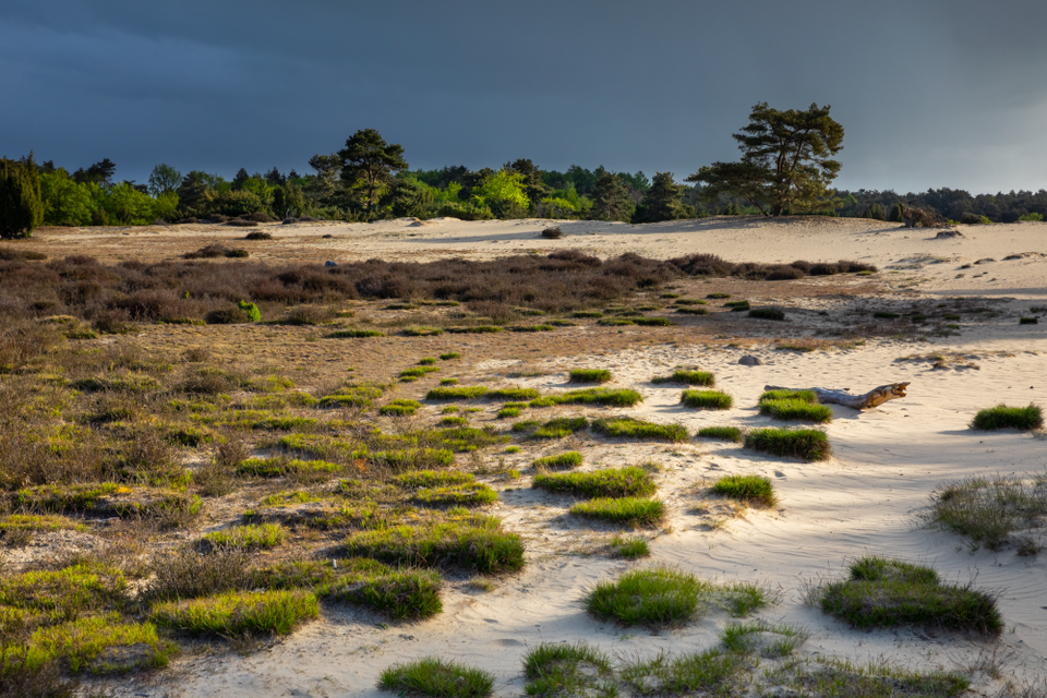 Een zandverstuiving in natuurgebied het Drouwenerzand.