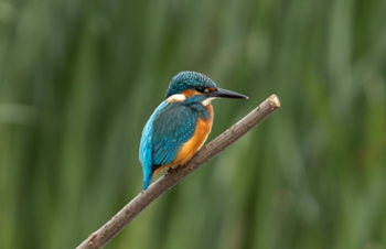 IJsvogel in Easterskar