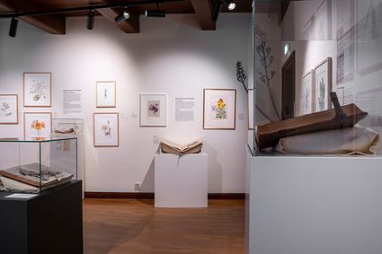 Tentoonstelling BLOEI in Stadsmuseum Woerden, provincie Utrecht, met botanische tekeningen van bloemen en planten, historische boeken en glazen vitrines in een sfeervolle museumzaal met houten balken.