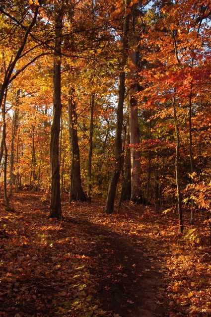 Bos in herfstsferen