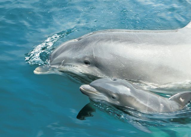 Delfijn + baby dolfijn - dolfinarium