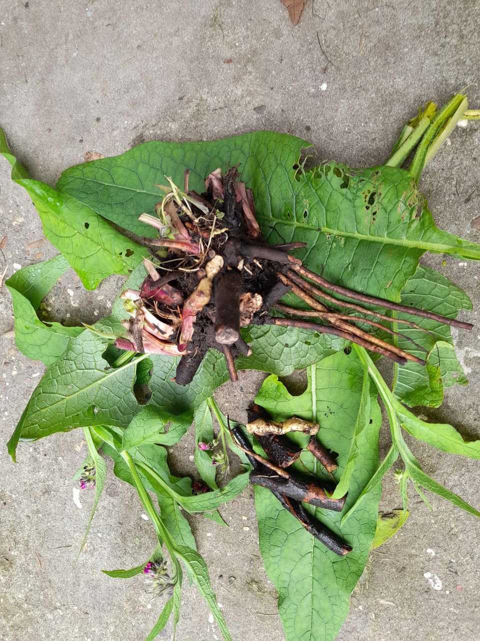 smeerwortel blad en wortel