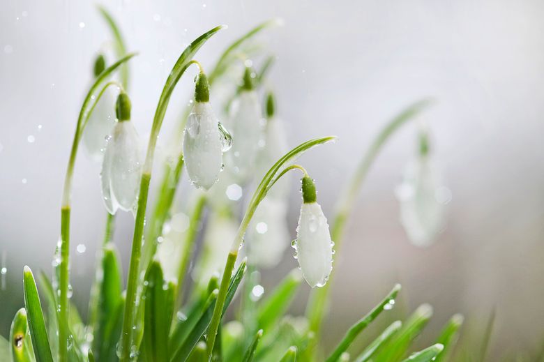 sneeuwklokjes in Park Vijversburg