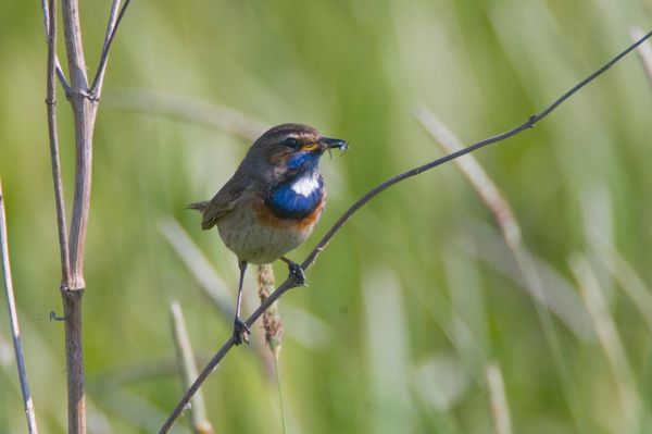 Blauwborst