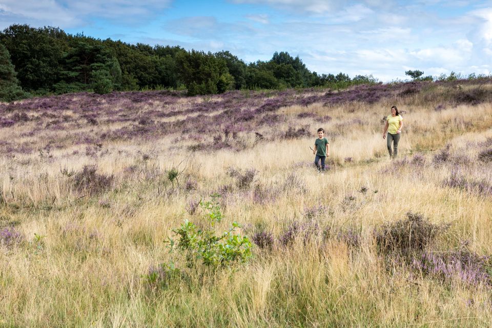Holtingerveld bloeiende heide