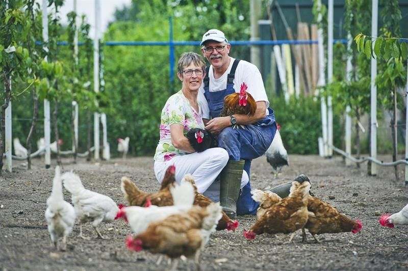 Walnoothoeve in Hoeven