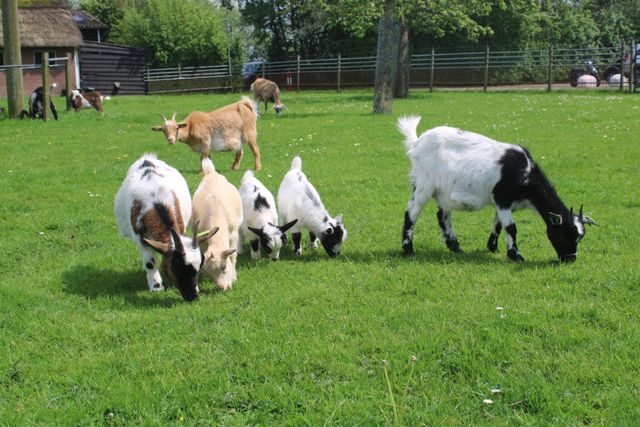 Kinderboerderij Oortjespad in Kamerik, Groene Hart, groep geiten met babygeitjes graast in een groene weide met houten omheining en bomen op de achtergrond.