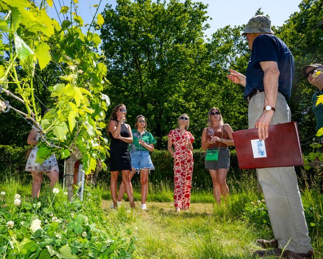 Druif in de WIJngaard