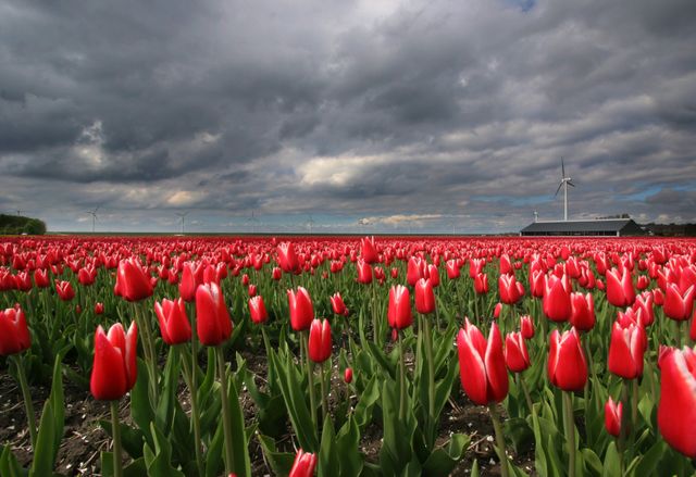 Tulpenveld met rode tulpen.