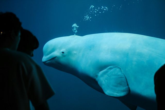 Foto van een beloega walvis