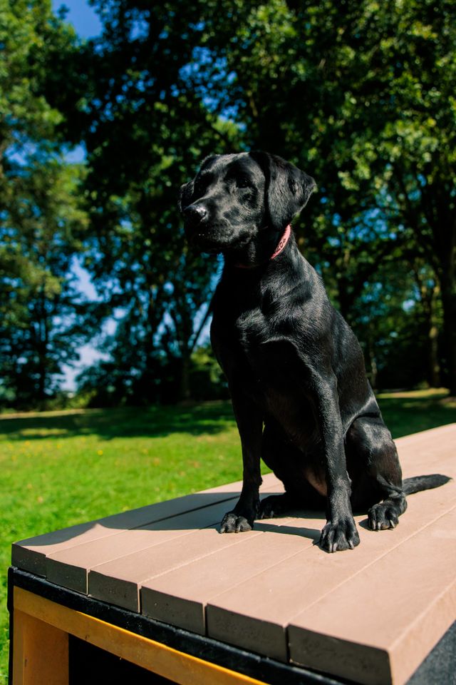 Hond op Stroombroek