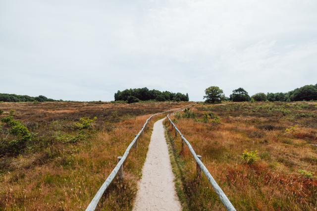Ein Wanderweg führt über das Holtingerveld in Drenthe, Niederlande.