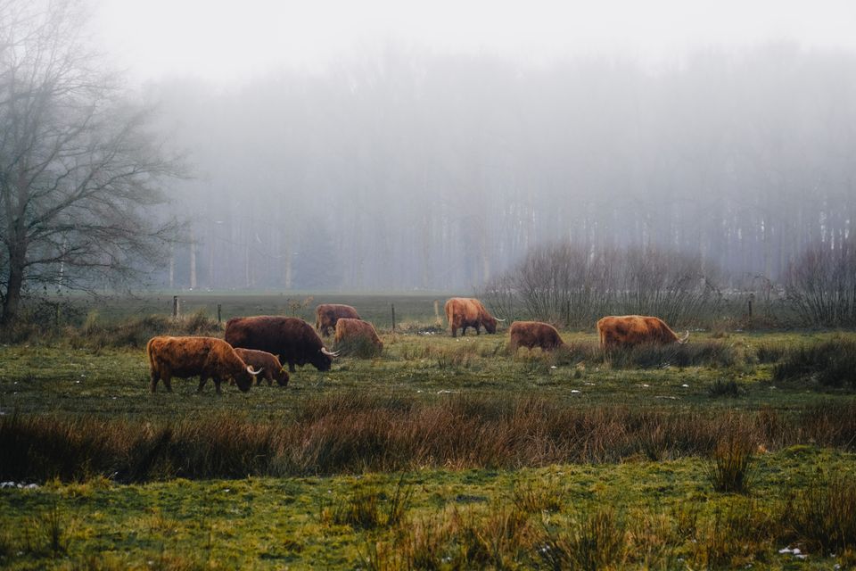 Schotse Hooglanders staan te grazen in Landgoed Vossenberg.