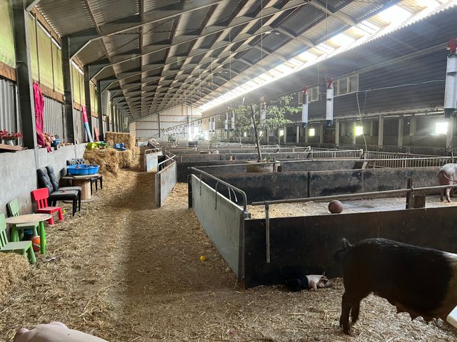 Lernen Sie die Schweine von PorcusCampus kennen