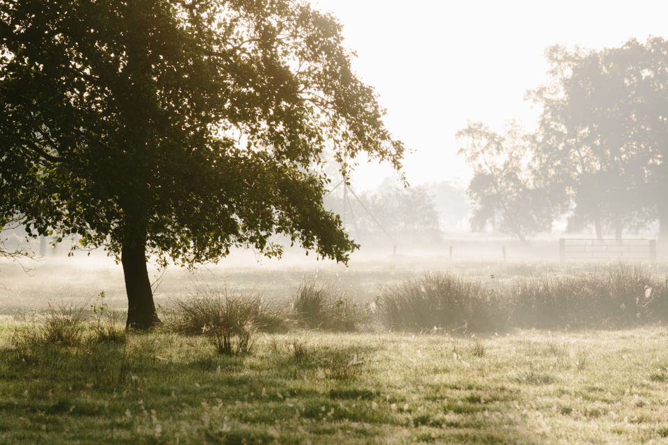 Een boom die op de voorgrond staat tegen een achtergrond van mist en een aantal bomen.