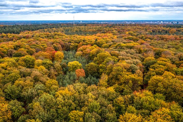 Herfst Veluwe