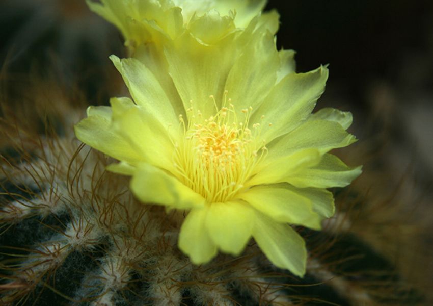 In de kas zijn diverse cactussen en vetplanten te bewonderen