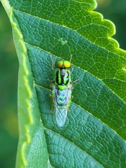 Foto van Groen verfdrupje tijdens de insectensafari