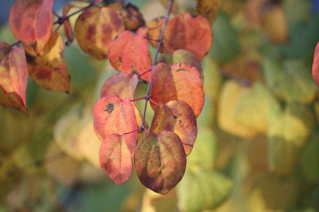 De herfstbladeren van een Katsuraboom