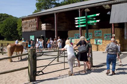 oud paard in paddock, mensen die rondlopen bij stal