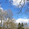 Harichster bos