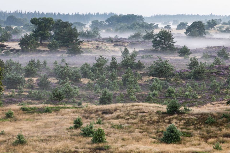 Drents Friese Wold