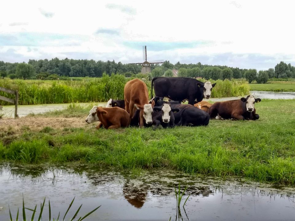 Levend Erfgoed: blaarkoppen in Kagerzoom