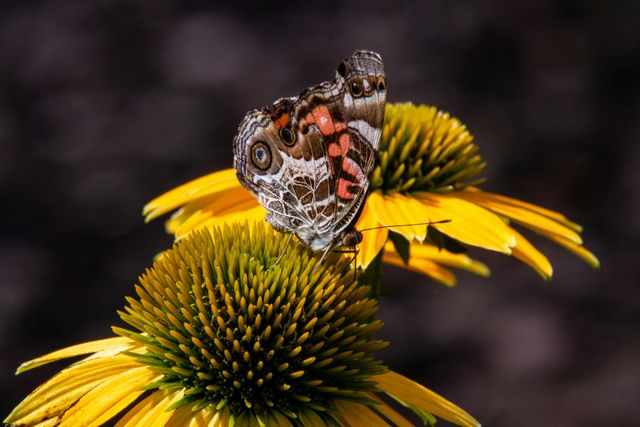 Photo by Joshua J. Cotten on Unsplash