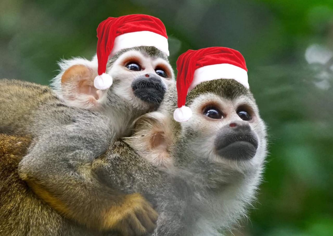 Kerstontbijt bij Best Zoo voor jong en oud 2e Kerstdag