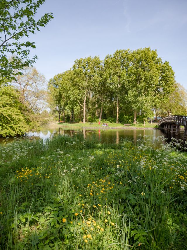 Foto van bomen in het bultpark