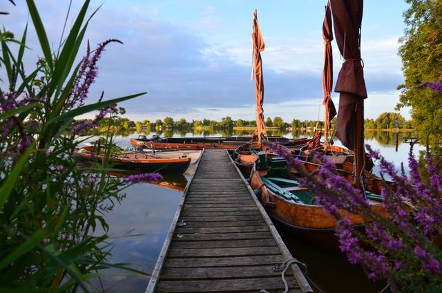 Traditionele houten zeilboten liggen aangemeerd aan een steiger tussen paarse bloemen aan de Reeuwijkse Plassen, bij zonsondergang in Bodegraven-Reeuwijk.