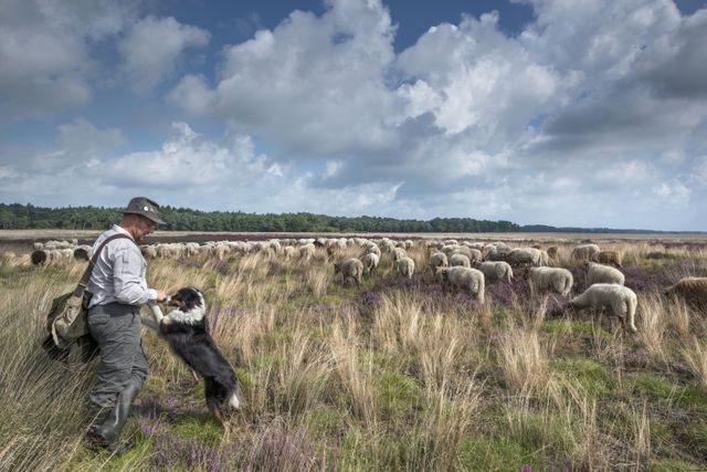 Een herder met zijn hond en schaapskudde op een heideveld.