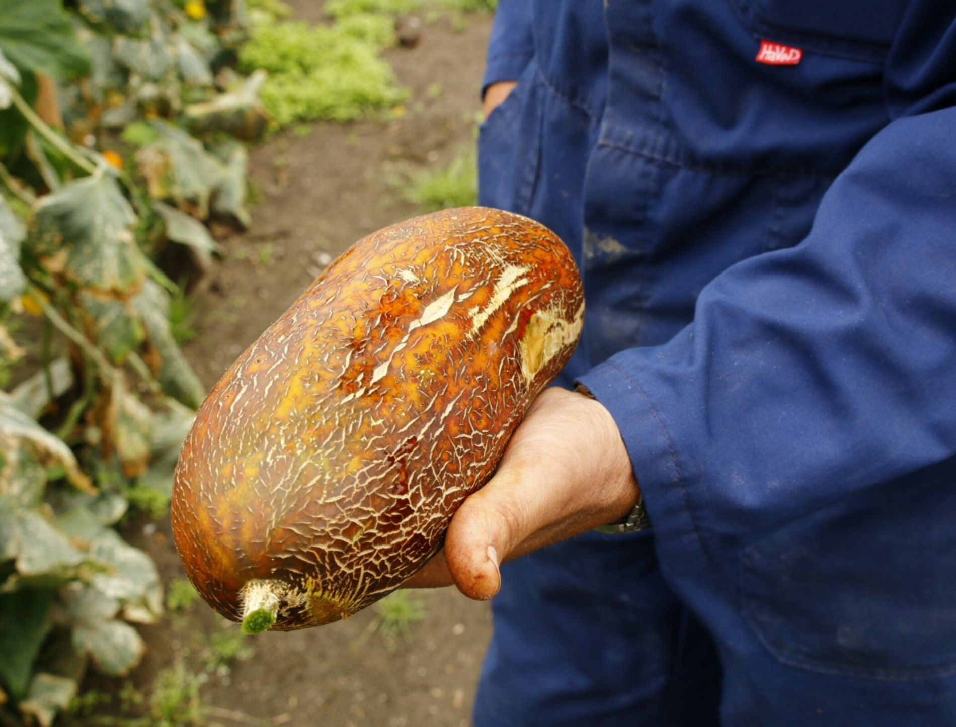 Farmer Henk has Tibetan cucumber in hand at Bijzonder Brabants