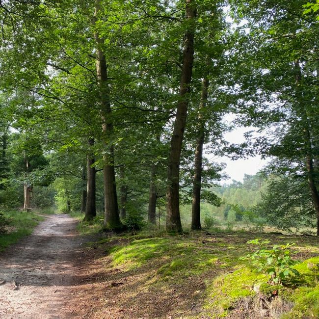 Zandenbos-Trail-impressie