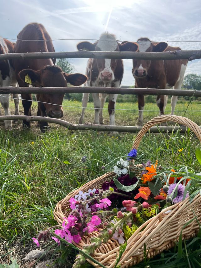 Drie nieuwsgierige kalveren achter een houten hek kijken naar een mand vol kleurrijke plukbloemen in het gras bij Pluktuin Wilde Weide in Woerden.