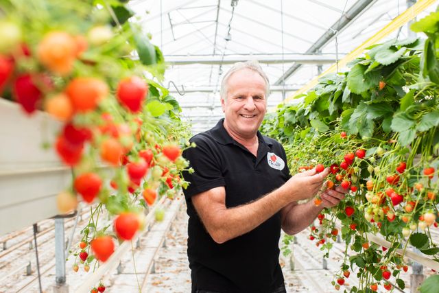 Chielkes Aardbeien Helenaveen