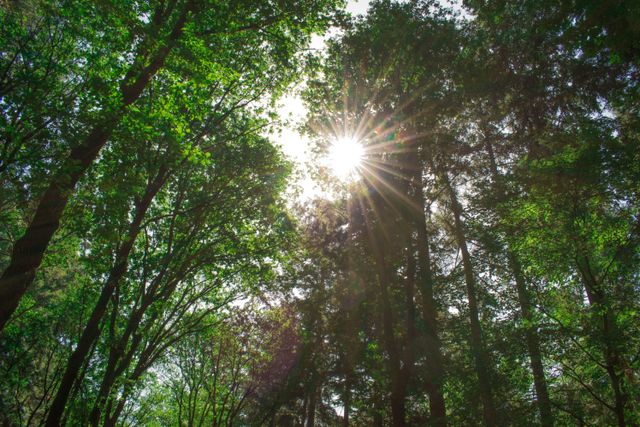 Bos met zonnestralen