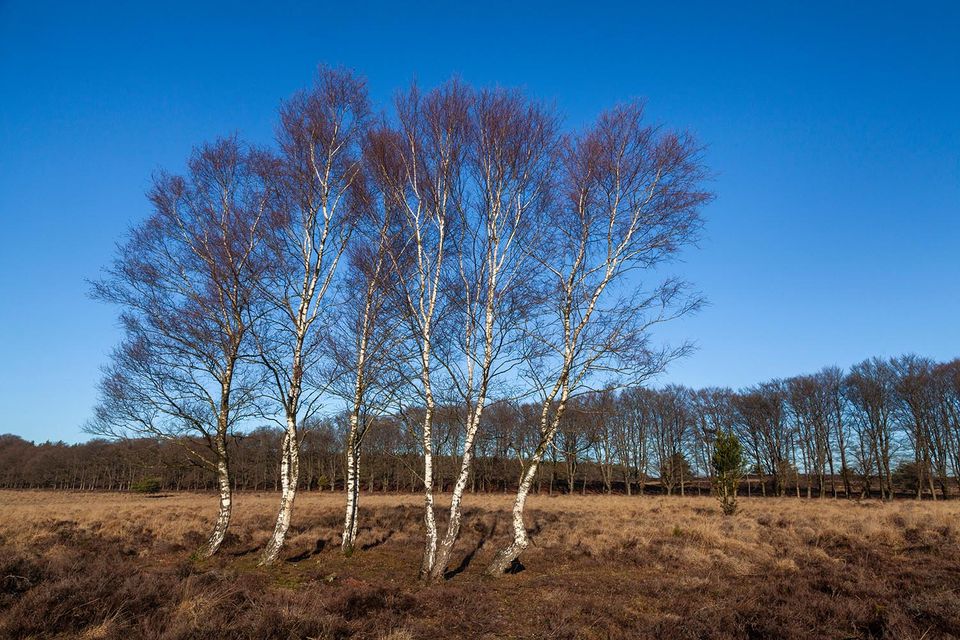 Planken Wambuis - BezoekEde