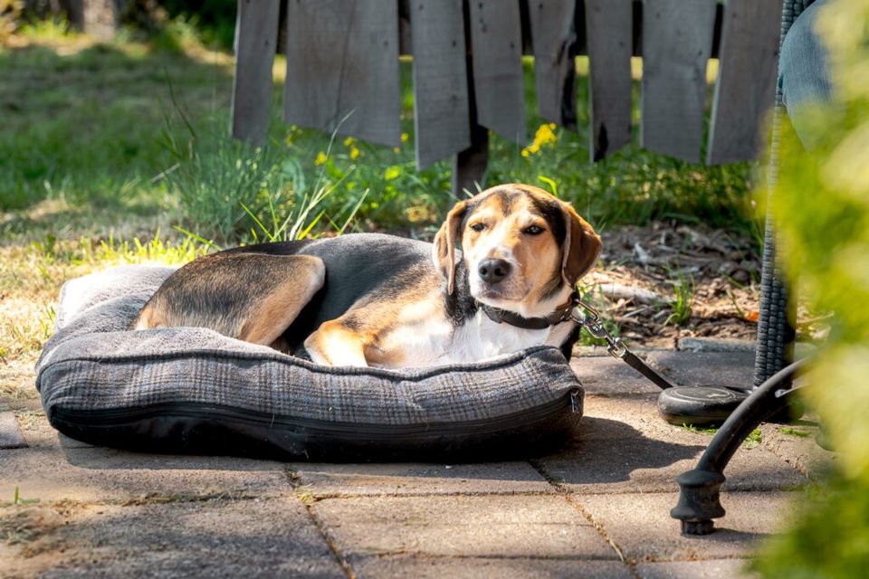 Landhotel Diever met hond overnachten
