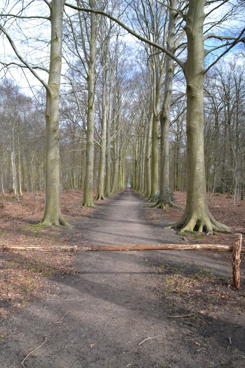 Kastanjelaan Balkbrug