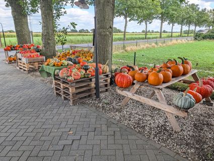 oprit Boerderij van Kessel met veel pompoenen